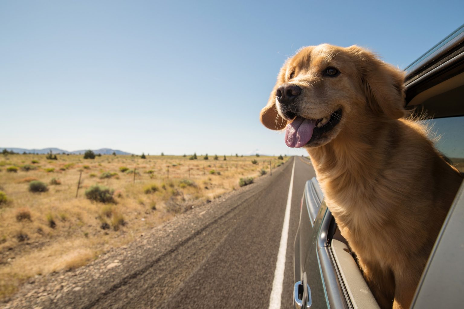 Golden Retriever Dog on a road trip MaValiseVoyage
